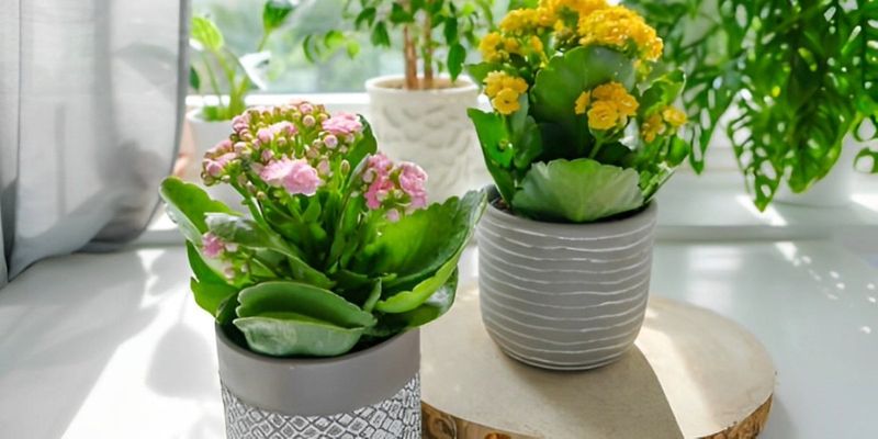 Kalanchoe