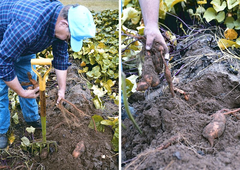 Manage Water, Weeds, and Fertility After Planting