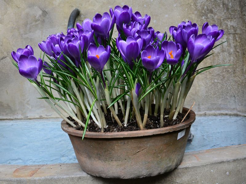 Crocus