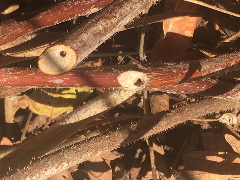 Standing Dead Plant Stalks and Stems