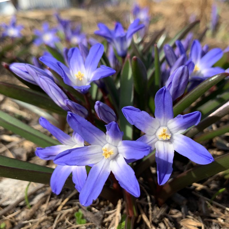 Glory-of-the-Snow (Chionodoxa)
