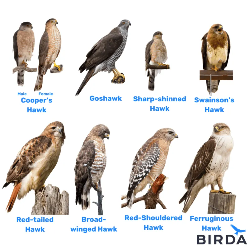 Which hawk you see changes the meaning of the visit