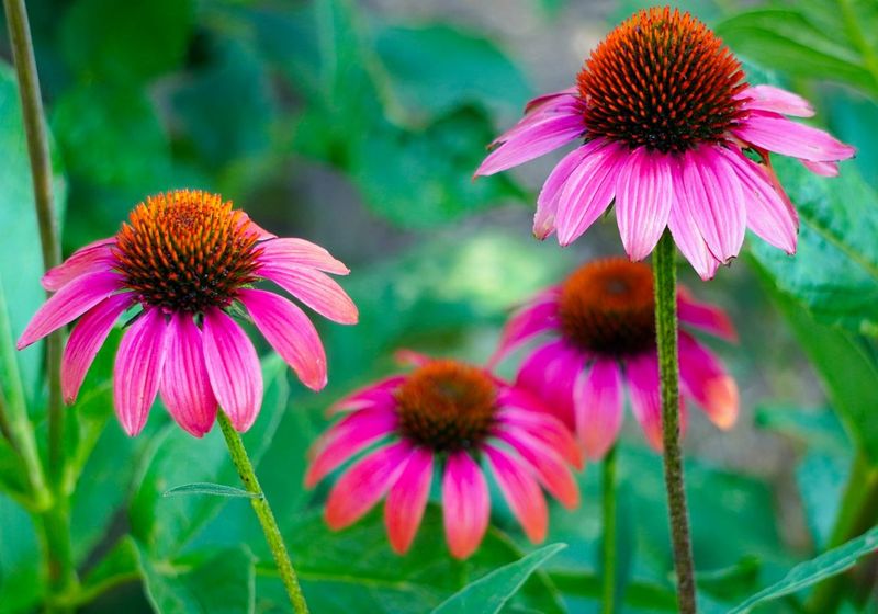 Coneflower (Echinacea)