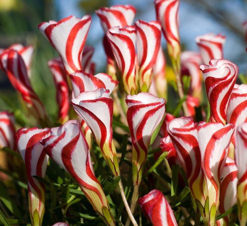 Oxalis versicolor (Candy Cane Sorrel)
