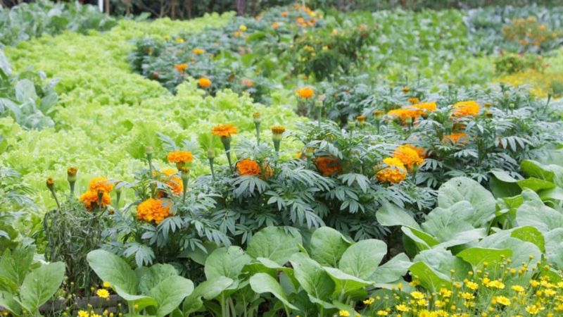 They Confuse Pests With Their Strong Scent