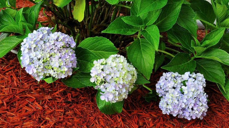 Use mulch to steady moisture and soil temperature