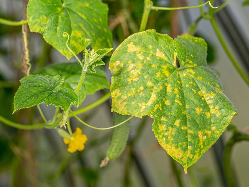 Yellow leaves signal stress, not a single mistake