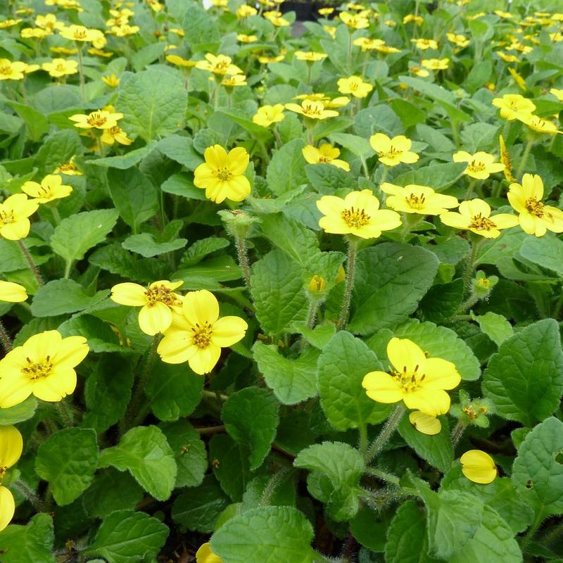 Green-and-Gold (Chrysogonum virginianum)