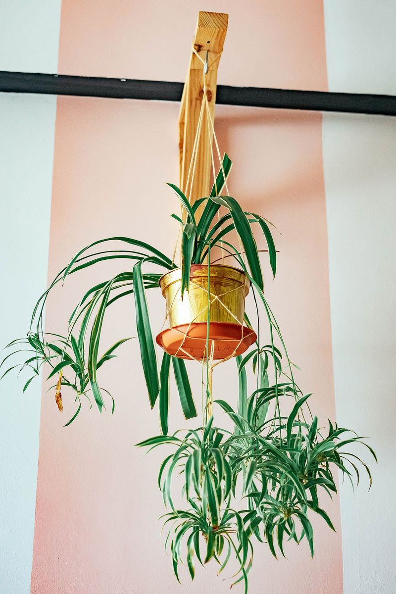 Spider Plant (Chlorophytum comosum)