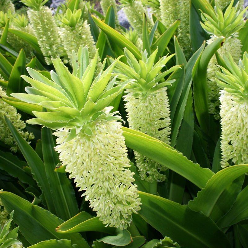 Eucomis (Pineapple Lily)