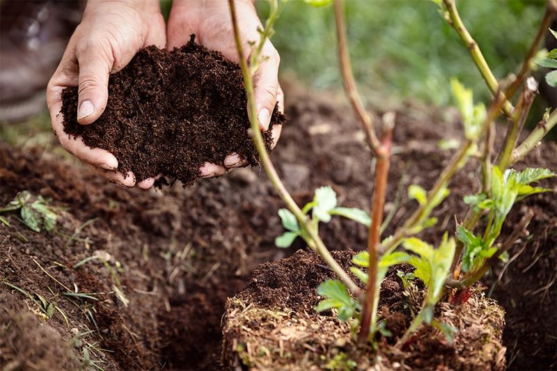 Enrich Soil with Organic Matter