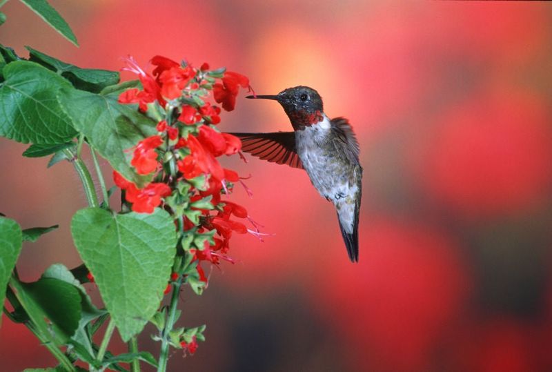 Scarlet Sage (Salvia coccinea)