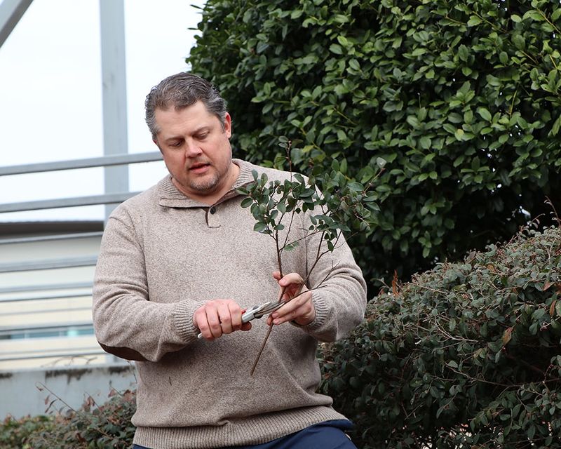Avoid hard pruning while possible buds remain