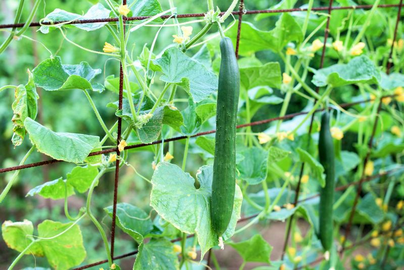 Utilize Trellises for Vertical Growth
