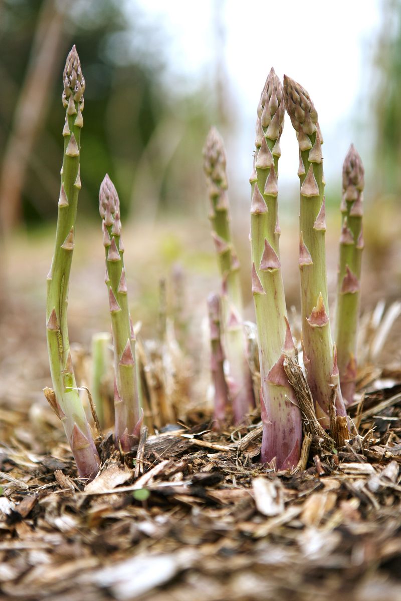 Asparagus