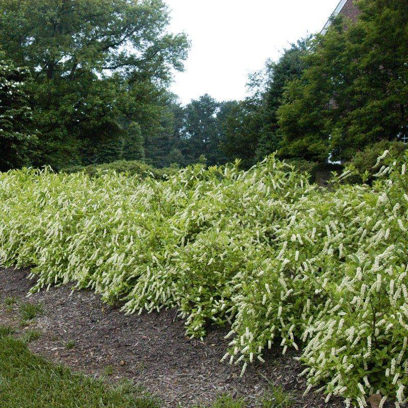 Give it sun, suitable soil, and room to spread