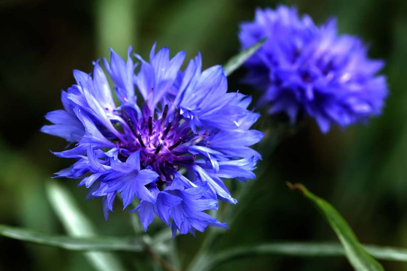 Bachelor's Buttons (Cornflower)