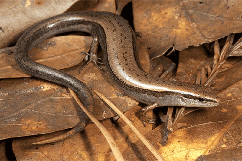 What the tail can—and cannot—tell you about your yard