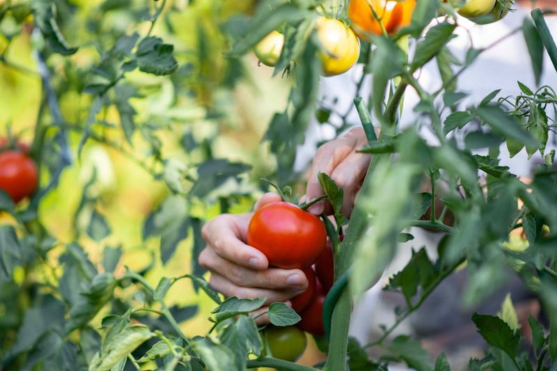 Small tomatoes call for a diagnosis, not a single quick fix