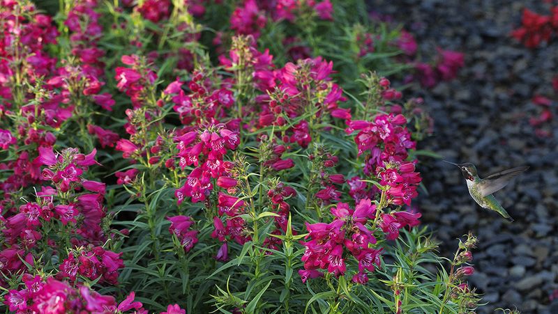Build a yard that offers more than sugar water