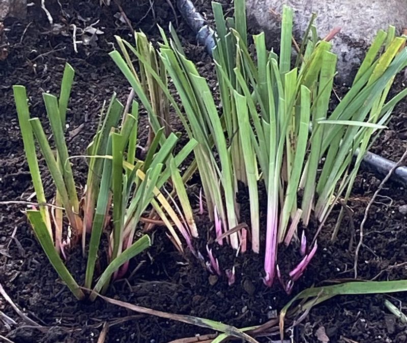Water Newly Planted Irises