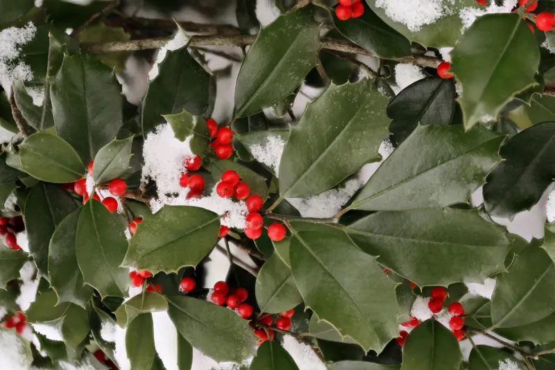 American Holly (Ilex opaca)