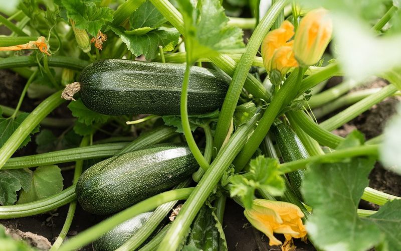 Zucchini and Summer Squash
