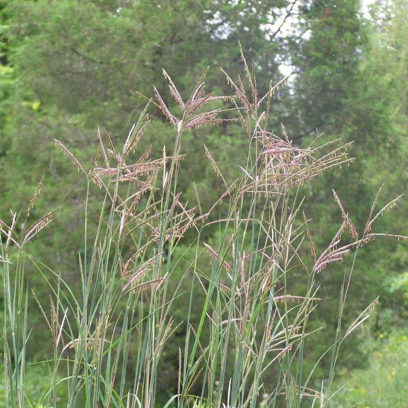 Big Bluestem