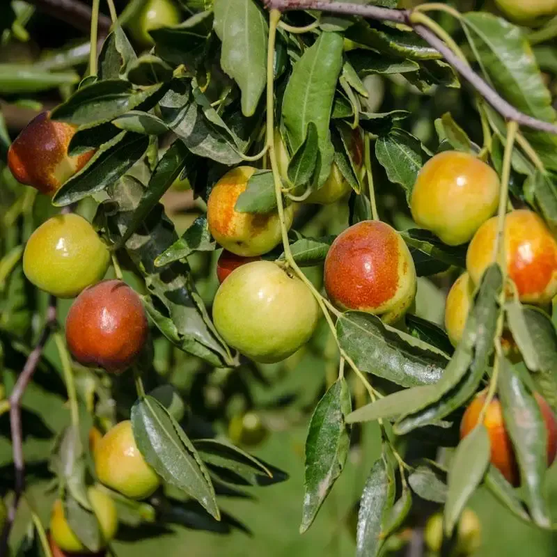 Could one tree set fruit in your yard?