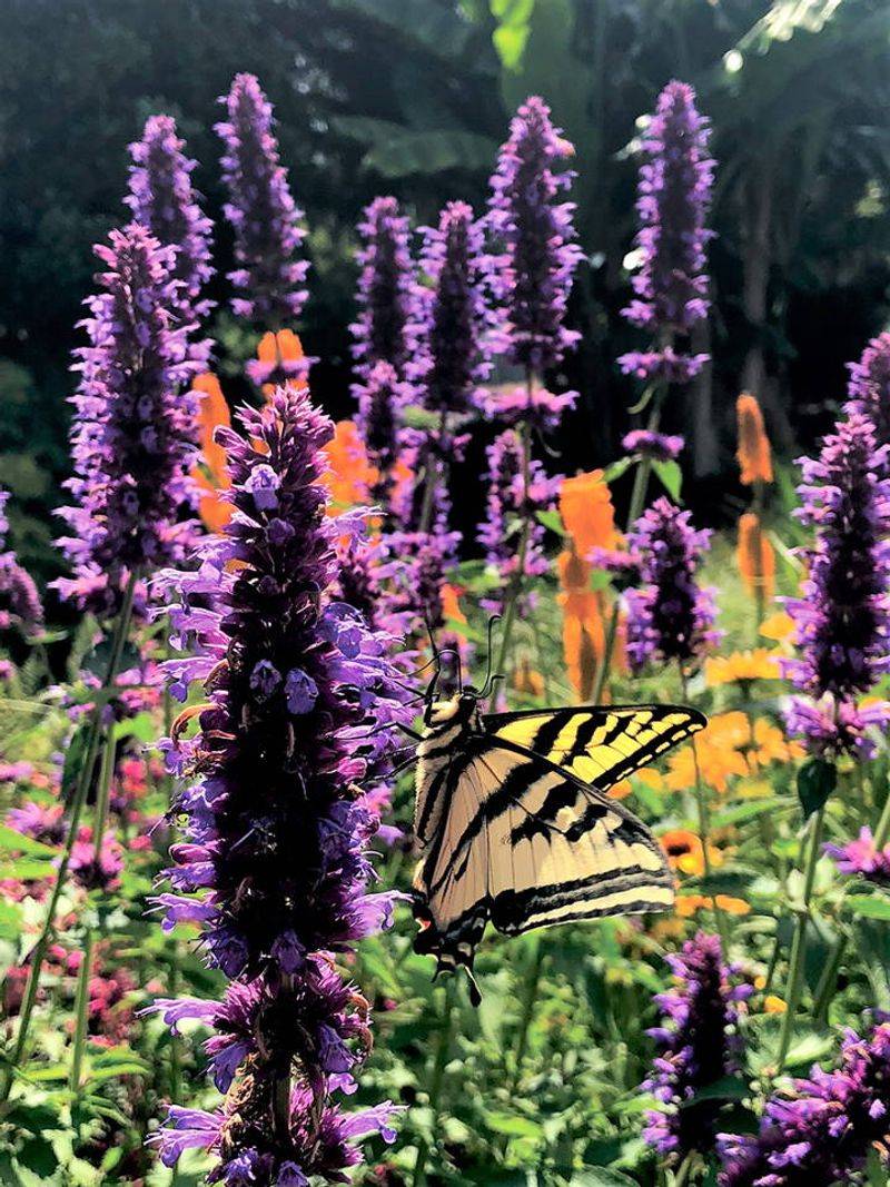 Agastache (Hyssop)