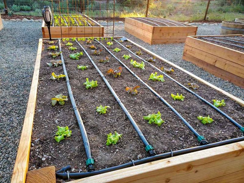 Up-and-Down Watering Habits