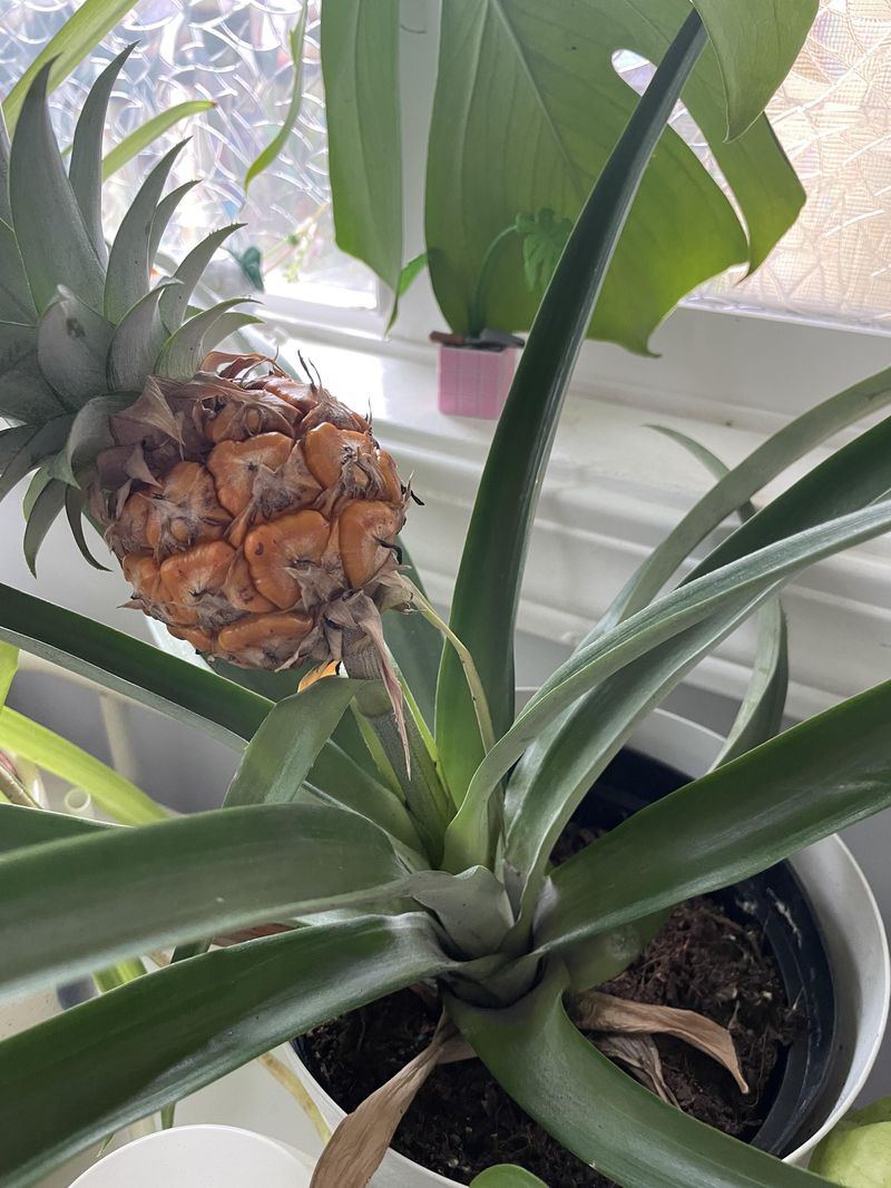 Will a windowsill still suit it as it grows?