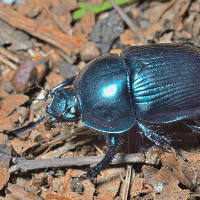 Four O'Clocks (a beetle trap plant)