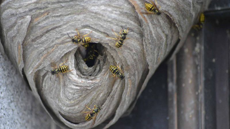 Identify the nest before you judge its risk