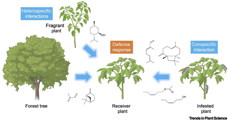 The Tomato Study Behind the Claim