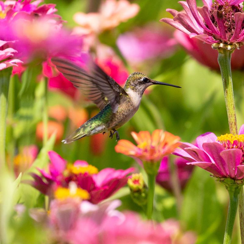 Zinnias