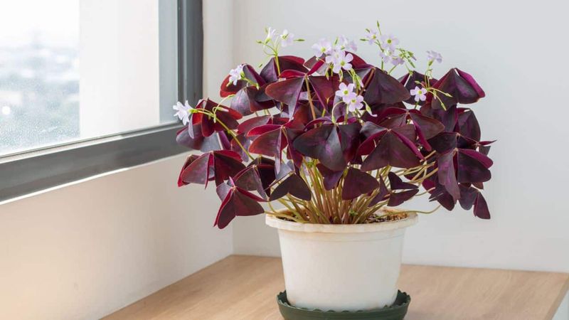 Feed It Lightly Through The Growing Season