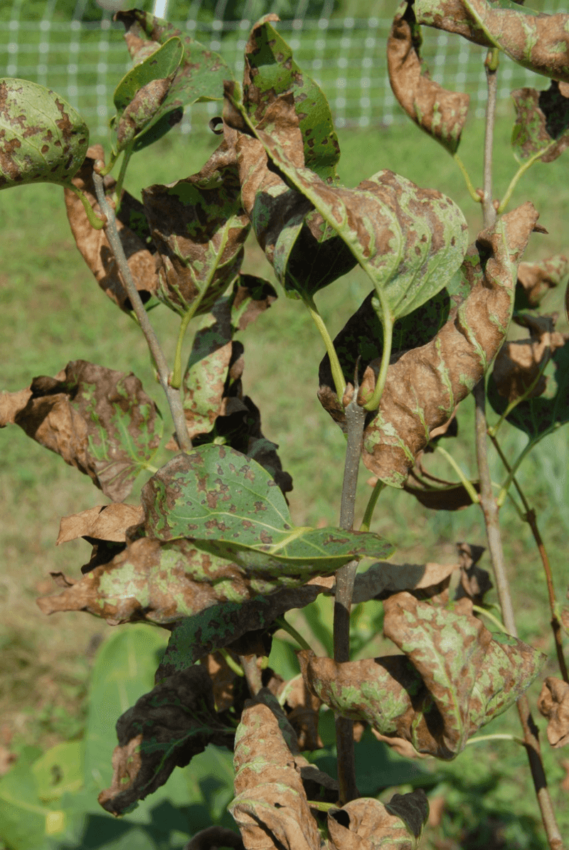 Diseased shoots call for a different decision