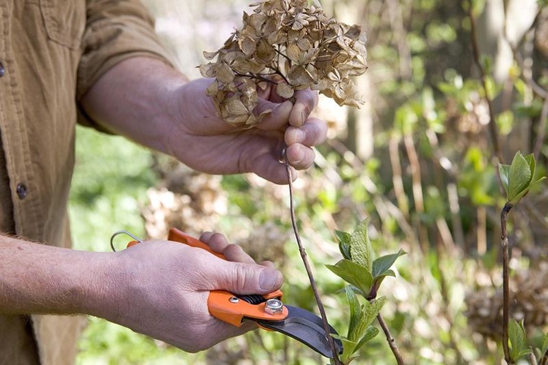 Avoid Pruning Mistakes that Cause Stress