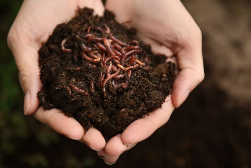 What is a mole finding beneath the lawn?