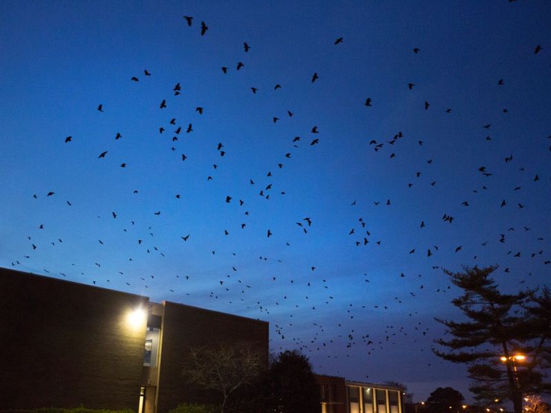 The dusk gathering usually marks an evening commute