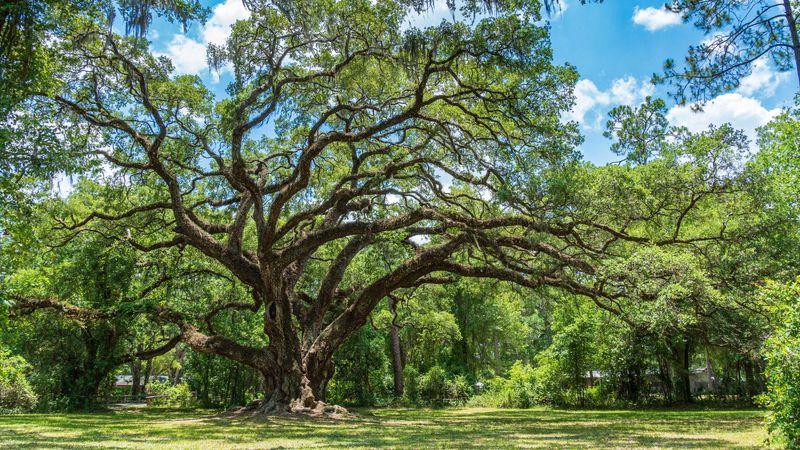 Live Oak (Quercus virginiana)