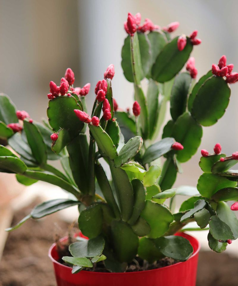 Water Less While Buds Are Setting