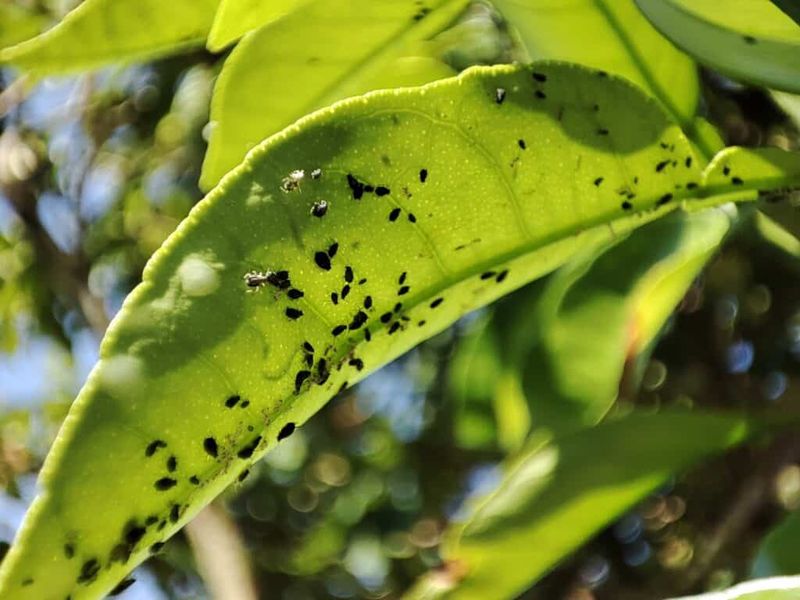 Inspect For Aphids And Spider Mites Hiding Underneath