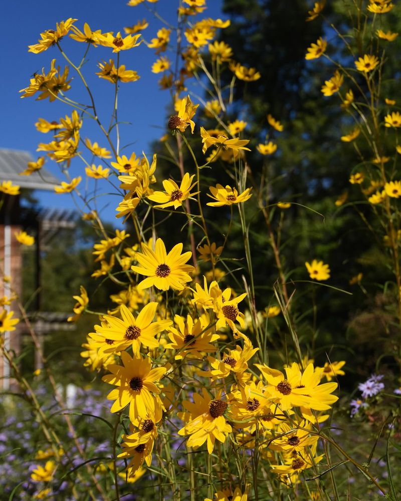 Native across North Carolina, selective about its site
