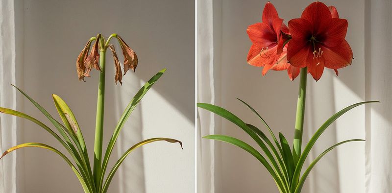 Lack of Sufficient Light During Active Growth