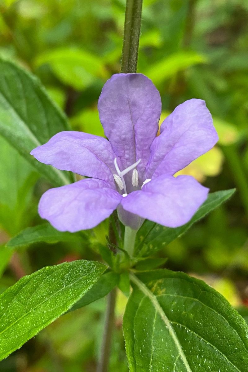 Carolina Wild Petunia (Ruellia caroliniensis)
