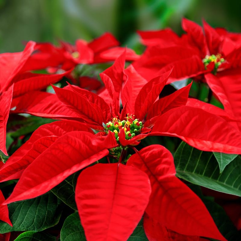 What does the long night tell a poinsettia?