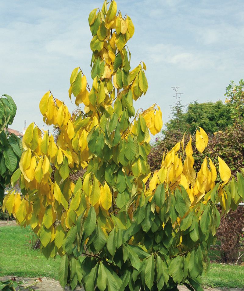 Pawpaw is an option, not a proven fastest-rooting tree