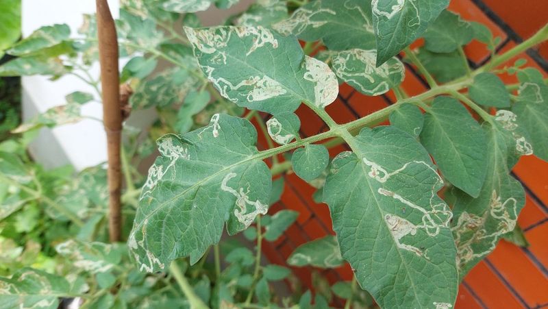 Pest or Disease Damage / Stressed Roots